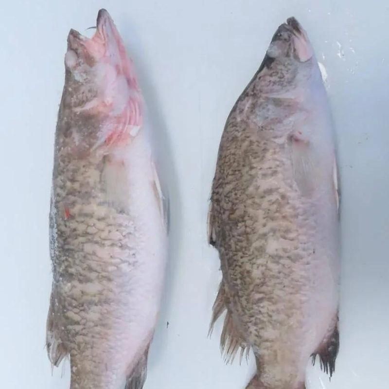 БАРРАМУНДИ (СВЕЖЕМОРОЖЕНАЯ) 