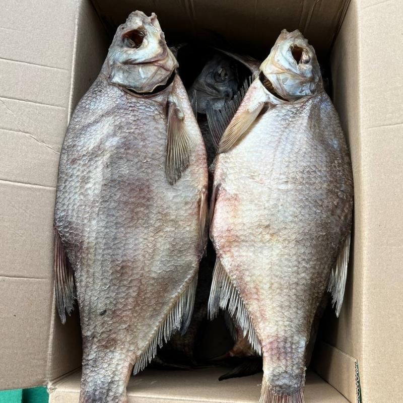 ЛЕЩ ВЯЛЕНЫЙ 