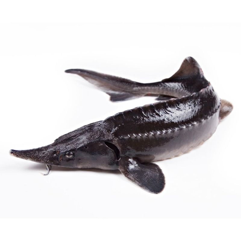 ОСЕТР ЖИВОЙ 