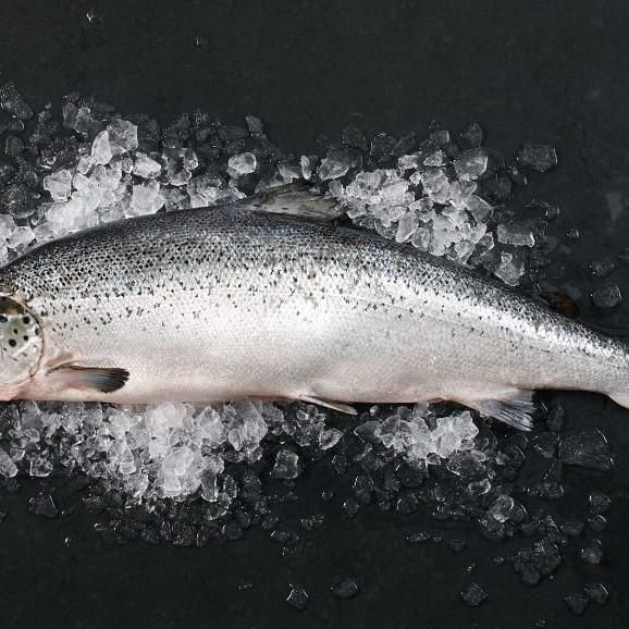 СЕМГА ОХЛАЖДЕННАЯ МУРМАНСК 5-6 кг 