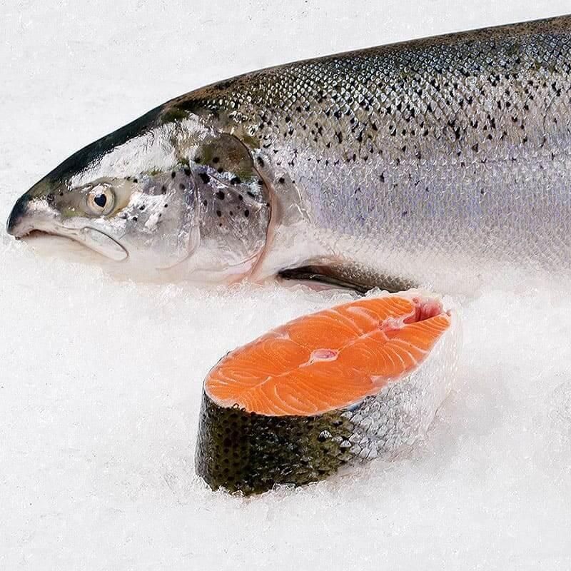 СЕМГА ОХЛАЖДЁННАЯ МУРМАНСК 6-7 КГ 