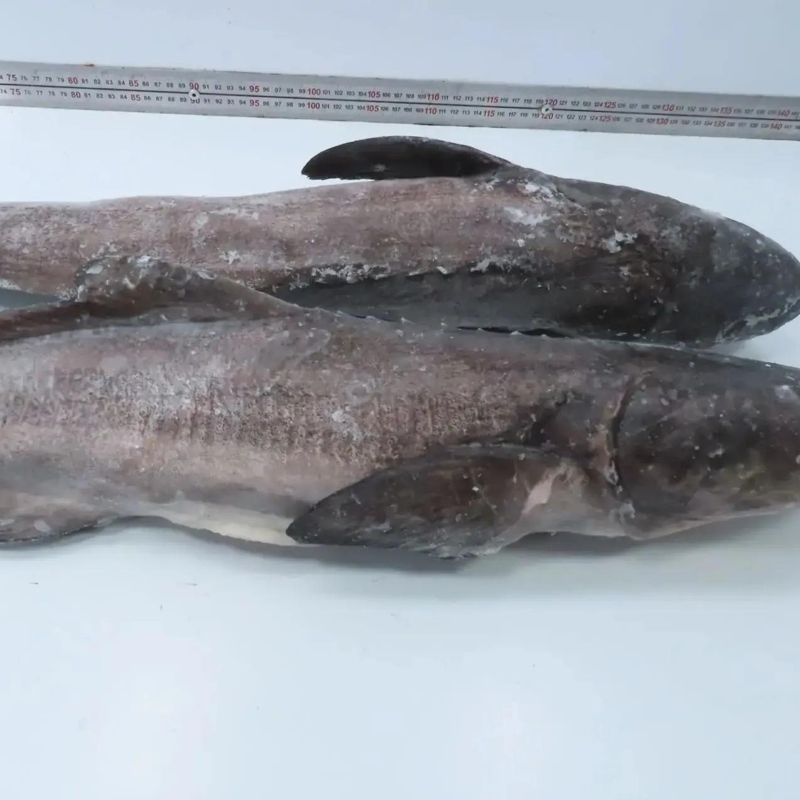 Кобия с/м, вес ~2 кг 