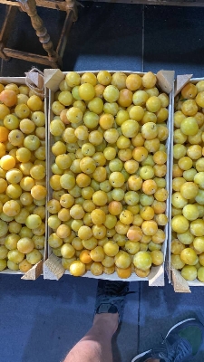 Слива жёлтая 