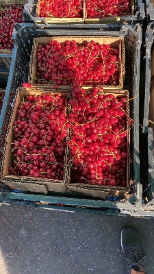 Смородина красная 