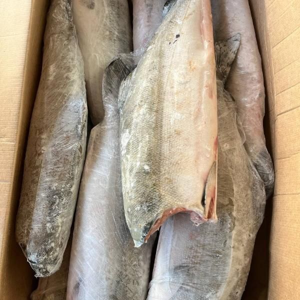 *Кижуч* потрашеный вес 2,5-3,5кг. 