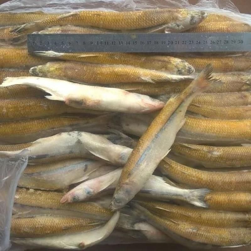 *КОРЮШКА с/м Аргентина* 