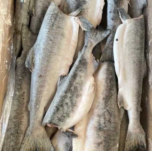 ГОРБУША потрашеная без головы 