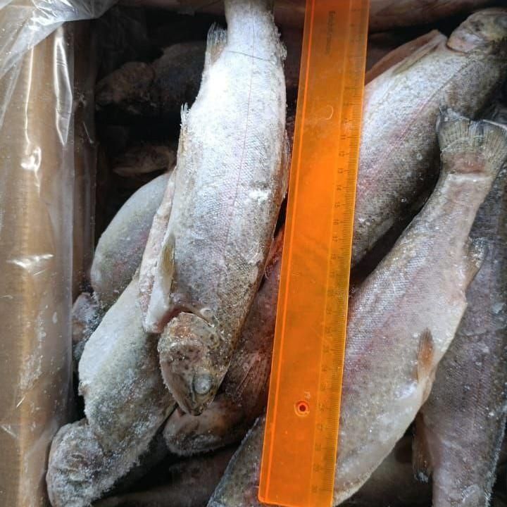 Форель радужная 