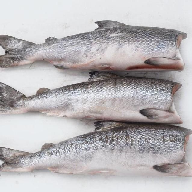 Кета ПБГ, шт.зам, размер 2,4+ кг, вылов 2025 год 