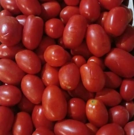 Помидор сливка 
