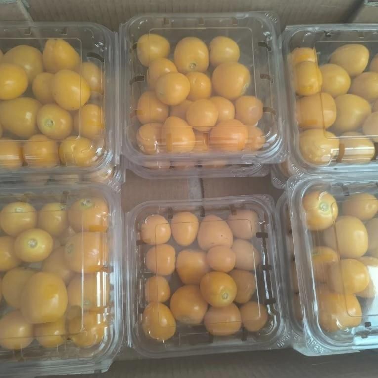 Физалис, 1,3 кг 